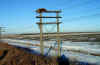 Deer on high voltage pole next to train tracks (42280 bytes)